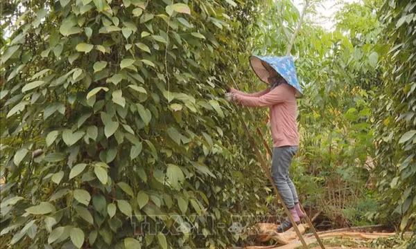 Xuất khẩu hồ tiêu giảm lượng nhưng tăng giá trị