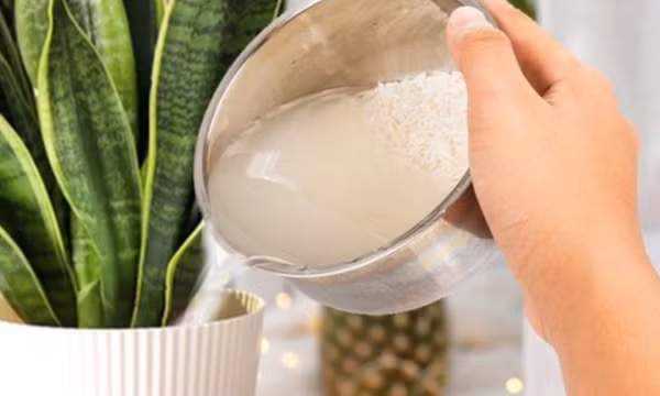 Có nên dùng nước vo gạo tưới cây trực tiếp?