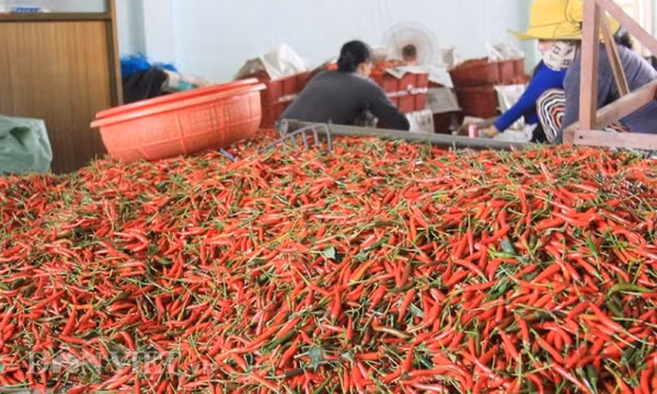 Trung Quốc và Lào là 2 thị trường xuất khẩu ớt chính của Việt Nam