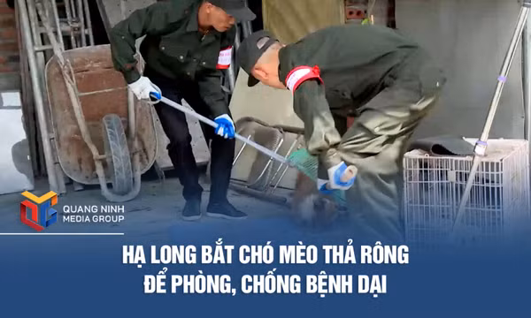 Hạ Long bắt chó mèo thả rông để phòng, chống bệnh dại