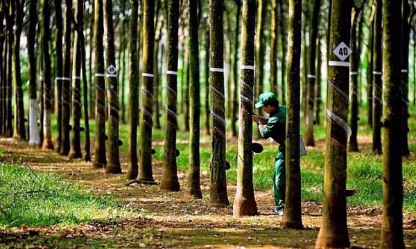 Cao su Việt Nam còn nhiều dư địa để xuất khẩu sang Hoa Kỳ