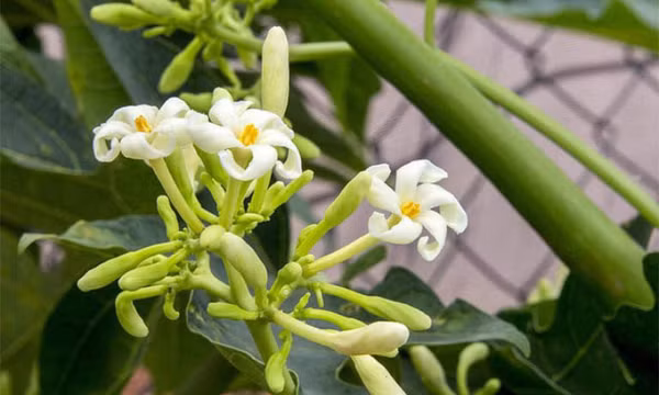 Hoa đu đủ đực có chữa được ung thư?