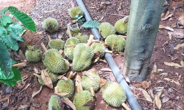 Sáng ra vườn khóc ngất vì 1.600 trái sầu riêng non bị chặt phá