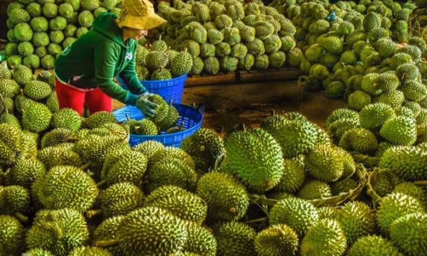 Sầu riêng đông lạnh, dừa tươi sẽ xuất chính ngạch sang Trung Quốc