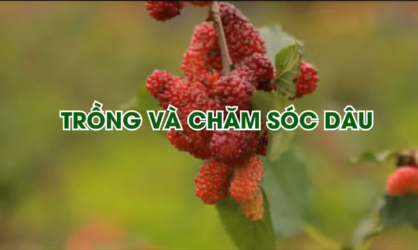 Khoa giáo: Trồng và chăm sóc dâu