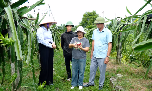 Vân Đồn nâng cao thu nhập cho người dân