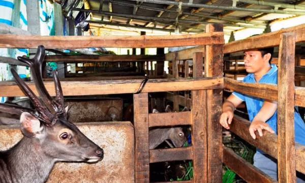 Bỏ trường y, chàng trai về quê khởi nghiệp nuôi hươu sao