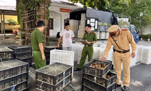 Bắt giữ hàng ngàn con gà giống và trứng gà, vịt không rõ nguồn gốc