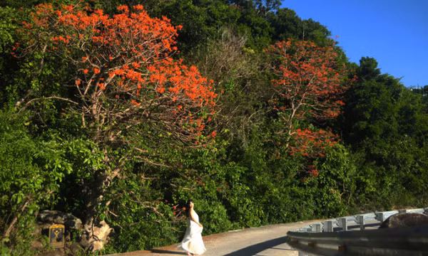 Đến Cù Lao Chàm mùa này, hoa ngô đồng đỏ nở rợp Bãi Làng, Bãi Xếp, Bãi Hương
