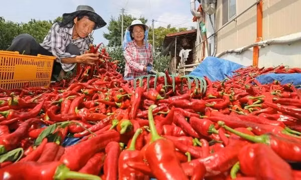 Xuất khẩu ớt sang thị trường Đài Loan (Trung Quốc) tăng đột biến 640%