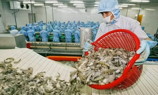 Xuất khẩu tôm của Việt Nam sang thị trường EU tăng trưởng tốt