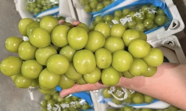 Chỉ vài năm, Trung Quốc đã biến loại quả ‘quý tộc’ thành hàng giá bèo