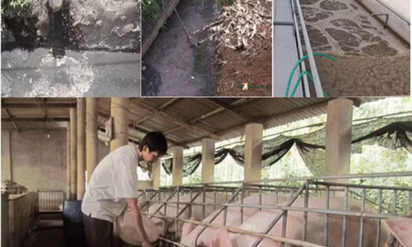 Cơ sở chăn nuôi được hỗ trợ đến 1 tỷ đồng để xử lý chất thải chăn nuôi