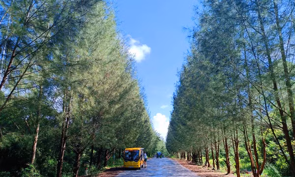 Cung đường xanh đẹp nhất đảo Minh Châu - Quan Lạn 
