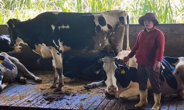 Thông tin mới vụ hơn 200 con bò sữa chết bất thường ở Lâm Đồng