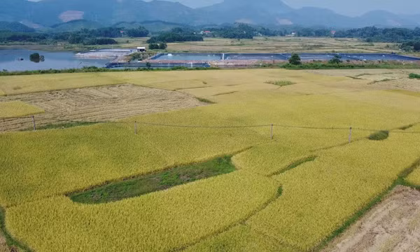 Triển vọng sản xuất lúa gạo bền vững
