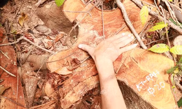 Quảng Trị: 'Lâm tặc' mở đường vào đốn hạ hàng loạt cây gỗ rừng