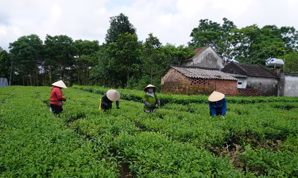 Hải Hà phát huy tiềm năng, lợi thế cây chè