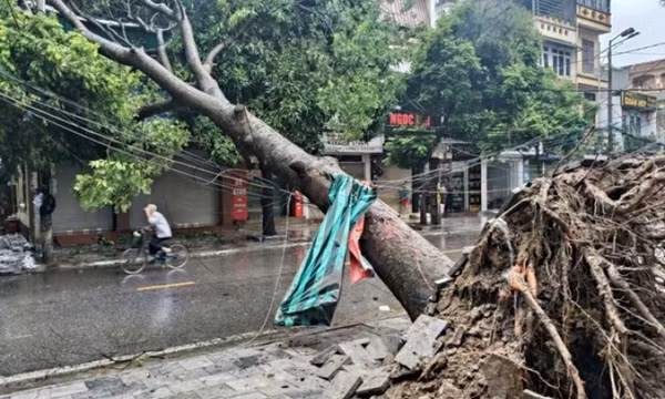 Bí thư thôn ở Thanh Hóa tử vong do cây đổ khi đi chống bão số 10 Bualoi