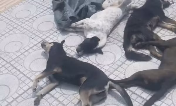 Trộm chó bị phát hiện, hai đối tượng đập phá ôtô, cướp xe máy tẩu thoát
