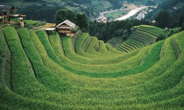 Mùa lúa trĩu bông đẹp mê mải trên ruộng bậc thang Mù Cang Chải