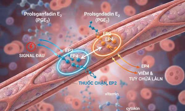 Tìm ra cơ chế giảm đau mà không gây tác dụng phụ