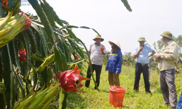 “Vương quốc” thanh long trên đất cằn
