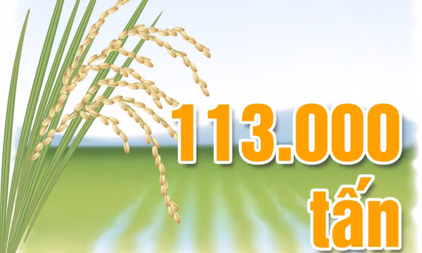 113.000 tấn - là mục tiêu sản lượng thóc đạt được vào vụ mùa năm nay của tỉnh
