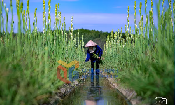 Nông thôn mới (phường Đông Triều)