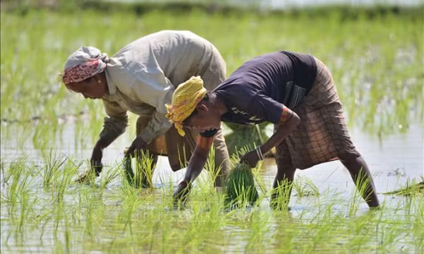 Hạt giống vô tính hứa hẹn thay đổi nông nghiệp toàn cầu