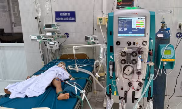 3 trẻ tại Gia Lai bị ong vò vẽ đốt, 1 cháu tử vong