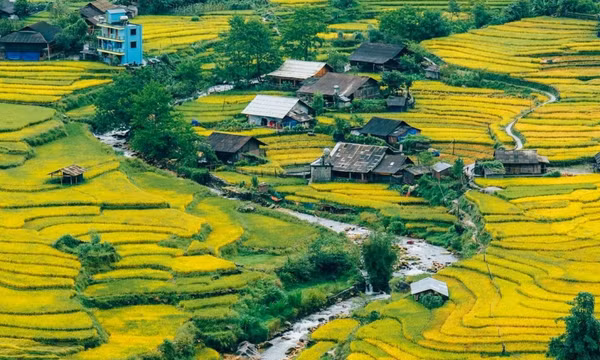 Ruộng bậc thang Sa Pa, Y Tý mùa lúa chín hớp hồn du khách