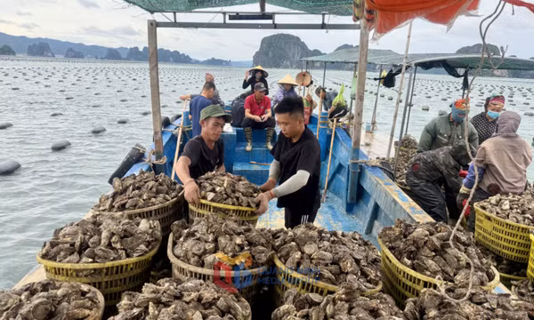 Thúc đẩy tiêu thụ hàu Vân Đồn