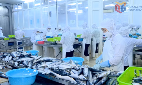 Công ty CP XNK Thủy sản Quảng Ninh: Khẳng định vị thế trên thị trường xuất khẩu