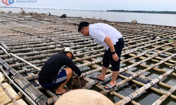 Nghiên cứu mới: Nuôi hàu giúp giảm CO₂, cung cấp nguồn thực phẩm bền vững