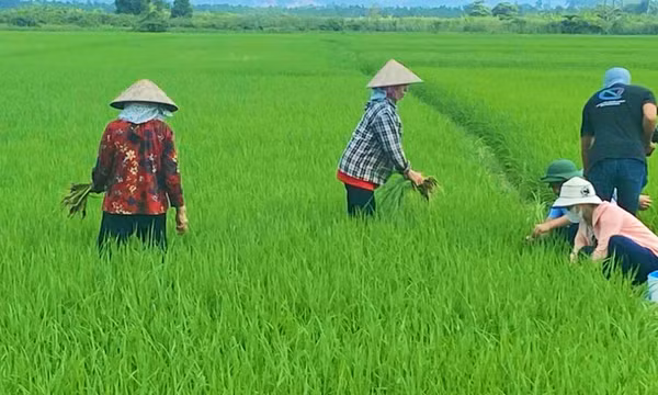 Ứng dụng IPM trên cây trồng: Hướng tới nền nông nghiệp xanh, bền vững