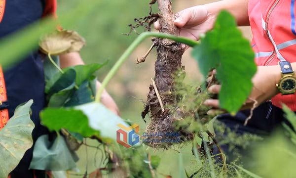 Về Đồng Sơn tìm khoai sọ nương