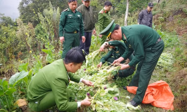 Phát hiện gần 1.000 cây thuốc phiện trong vườn rau cải tại Hà Giang