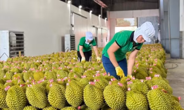 Sầu riêng bị kiểm tra nghiêm ngặt, xuất khẩu rau quả sang Trung Quốc giảm gần một nửa