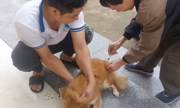 TX Quảng Yên đẩy mạnh tiêm phòng bệnh dại cho đàn chó, mèo