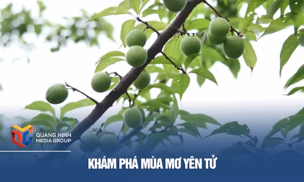 Khám phá mùa Mơ Yên Tử
