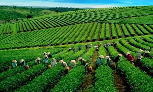 Chè Việt giành lại thị phần tại Đài Loan (Trung Quốc)