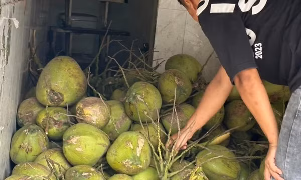 Giá dừa tăng vù vù, doanh nghiệp xuất khẩu vẫn lo