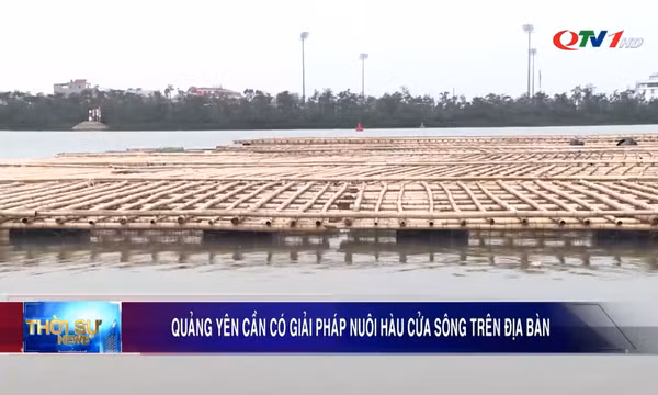 Quảng Yên cần có giải pháp nuôi hàu cửa sông trên địa bàn