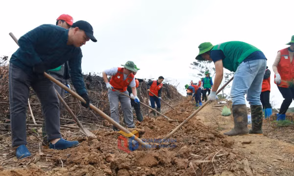 Hoạt động tình nguyện trồng cây thông tại chùa Vạn Phúc