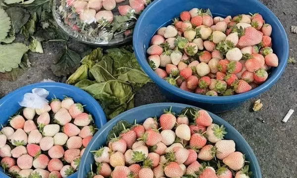 'Sốt xình xịch' dâu tây Bạch Tuyết giá rẻ trên 'chợ mạng'
