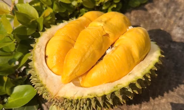 Giá sầu riêng Musang King tăng mạnh