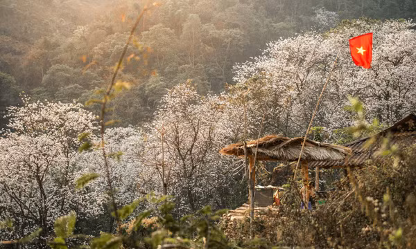Ngôi làng giữa biển hoa ban trắng ở Điện Biên, đẹp như bước ra từ cổ tích