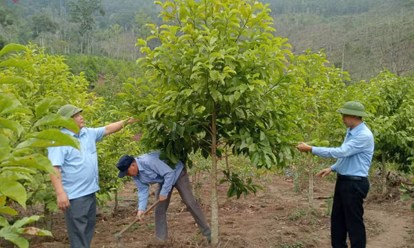 Bình Liêu: Tập trung trồng cây phân tán, cây giá trị cao
