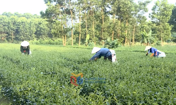 Kết nối tiêu thụ sản phẩm